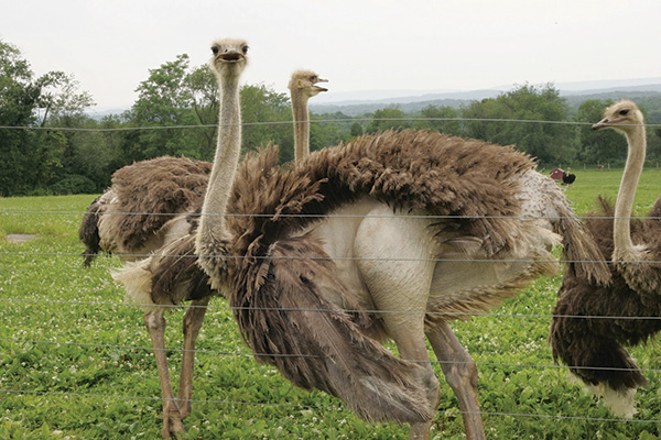 Adult Ostriches.