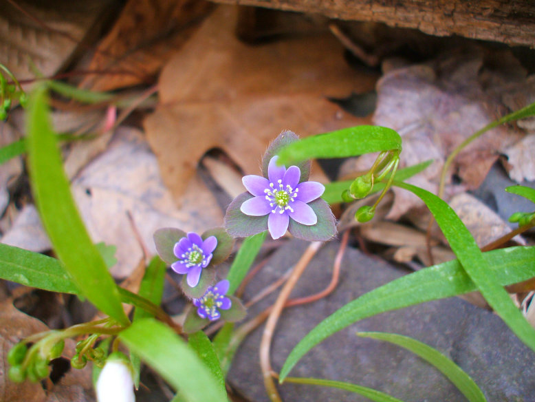 A wildflower peeking out from the rocks in the Sourlands. Courtesy Flickr Creative Commons
