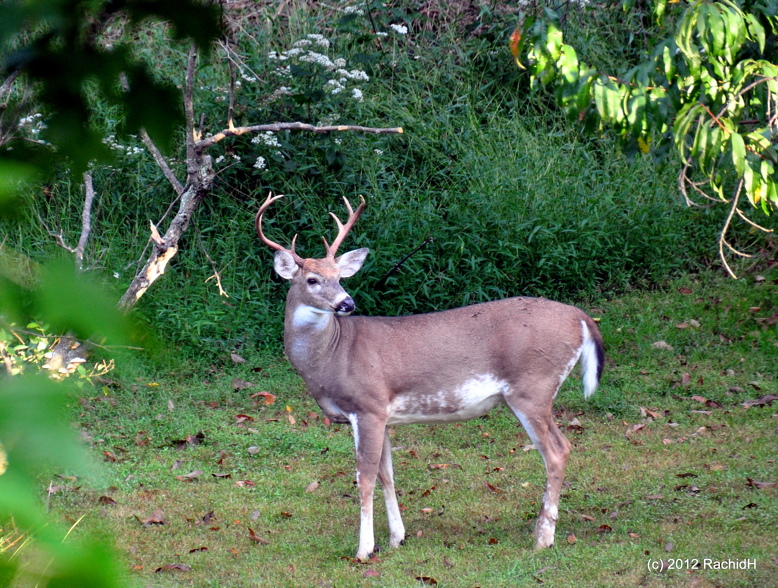 A buck walks in New Jersey. Photo courtesy of Flickr Creative Commons.