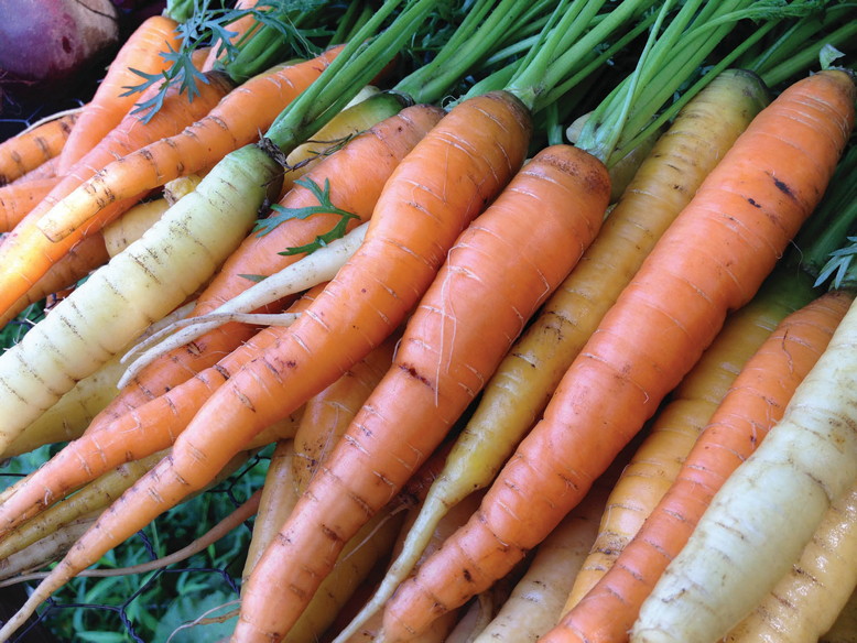 Freshly picked carrots from the Let it Grow CSA.