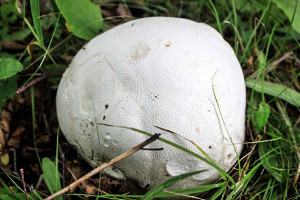 Wild giant puffball mushroom, great for mushroom parmigiana.