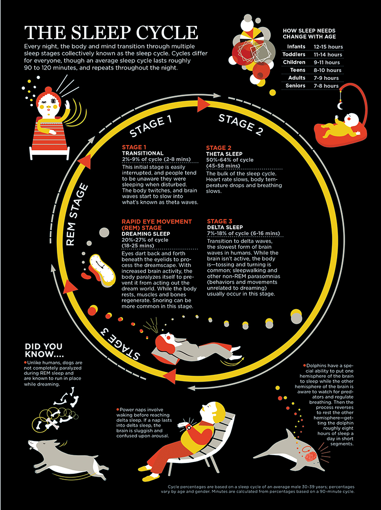 sleep cycle stages with a brief overview of each stage