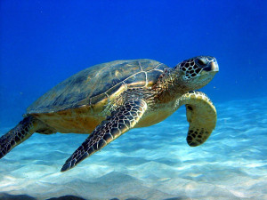 Sea turtle. Photo: animalwonder.com
