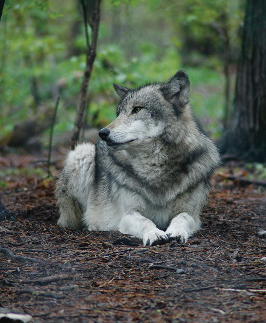 A wolf at the Lakota Wolf Preserve.