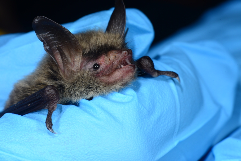 Northern Long-Eared Bat2