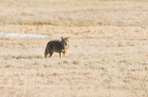 Coyotes in New Jersey
