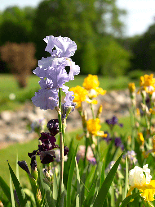 History Blooms Each Spring At Montclair S Presby Memorial Iris