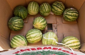 watermelons ShopRite Bloomfield