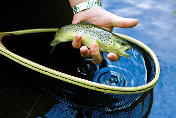 NJ Trout Fly Fishing