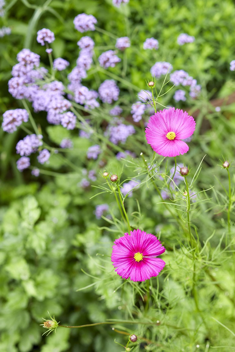 Vibrant pink and purple flowers at Bird Haven Farm in Pottersville