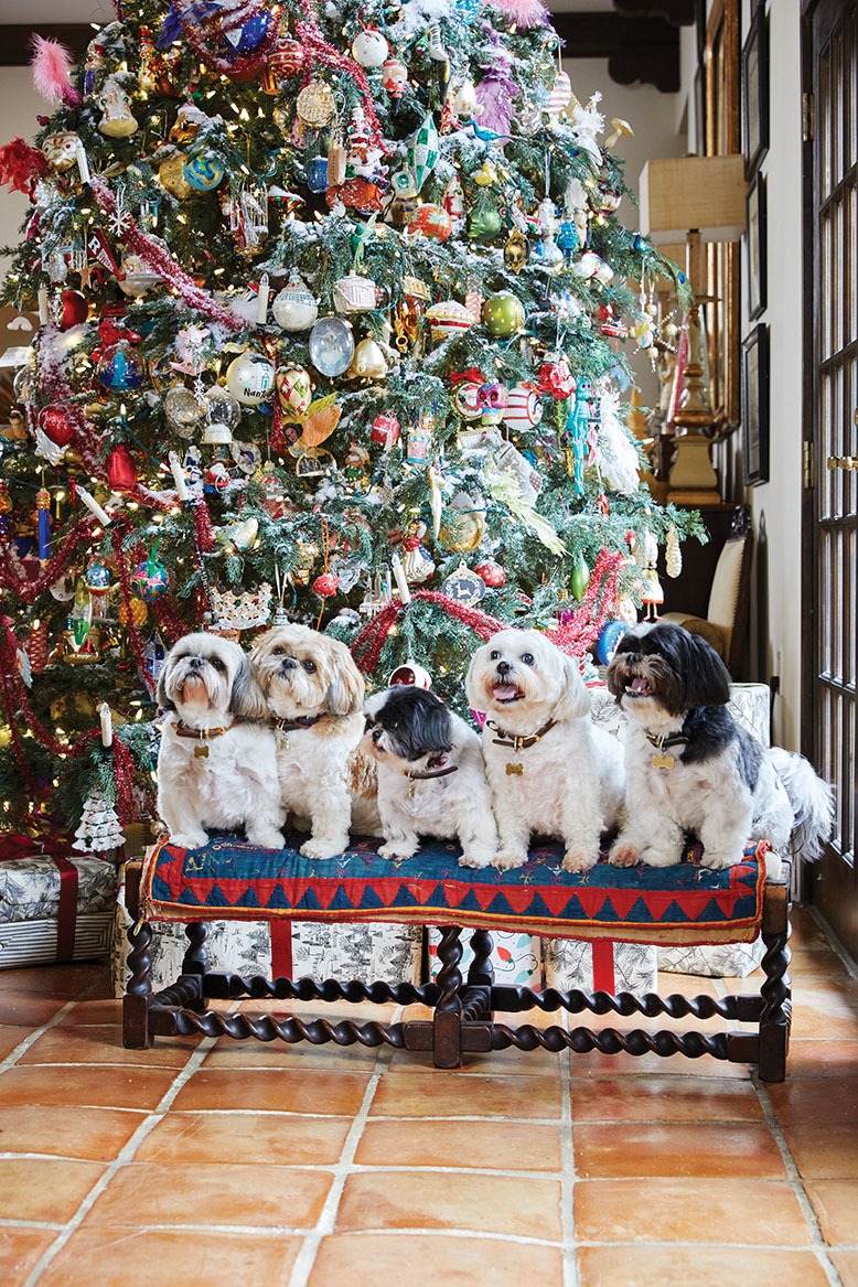 Five energetic shih tzus pose for a Christmas portrait
