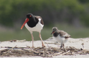 An oystercatcher chick nicknamed Bobblehead (right), born in Cape May last summer. Photo: Courtesy of the Nature Conservancy