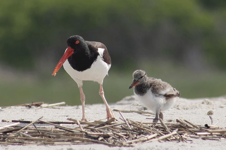 An oystercatcher chick nicknamed Bobblehead (right), born in Cape May last summer. Photo: Courtesy of the Nature Conservancy