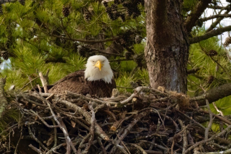 Bald eagle