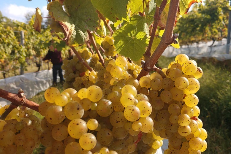 Chardonnay grapes ripen at the vineyards of Unionville Winery in East Amwell.