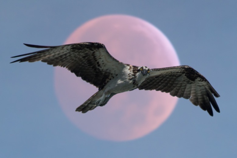 An osprey flies in front of a pink moon