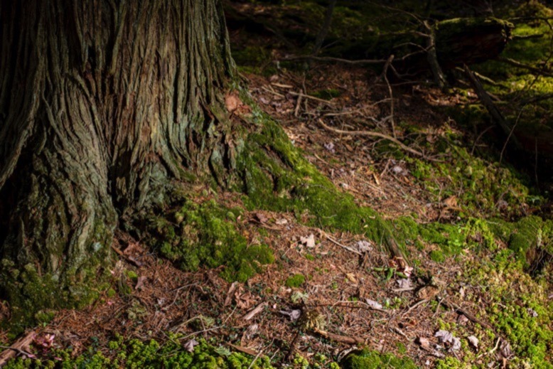 The trunk of an Atlantic white cedar.