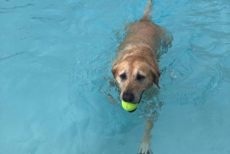 A golden retriever with a tennis ball in its mouth swims in a pool