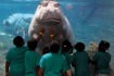 Hippos at Camden's Adventure Aquarium