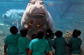 Hippos at Camden's Adventure Aquarium