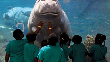 Hippos at Camden's Adventure Aquarium