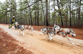 Members of the Jersey Sands Sled Dog Racing Association gather in the Pinelands to practice