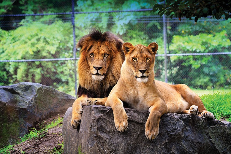 Lions at Cape May Zoo