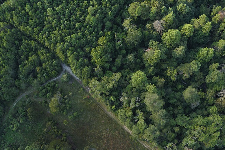 Maurice River Bluffs Preserve