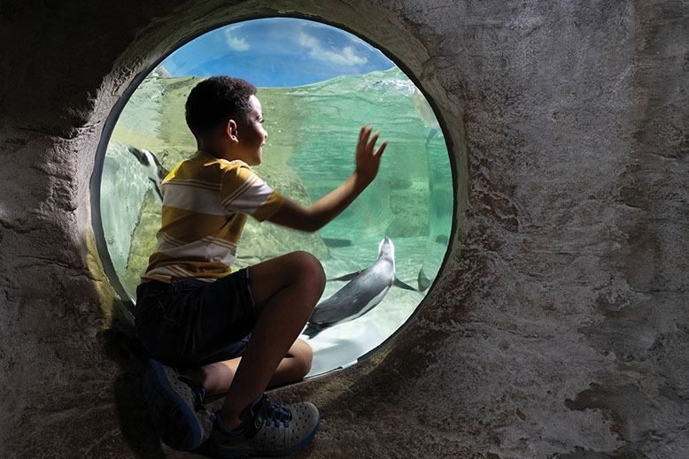 A child at the touch tank at Jenkinson’s Aquarium in Point Pleasant Beach