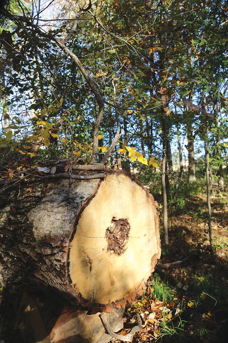 A felled tree in the Great Swamp's woods