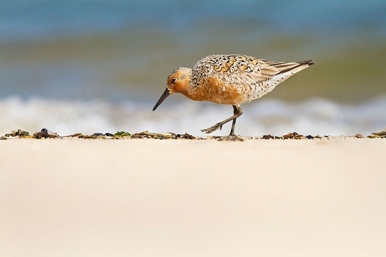 Red knot bird searches for food on a Jersey beach