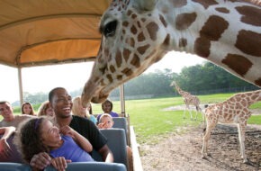 Giraffes interact with humans at Six Flags Great Adventure’s Safari Park
