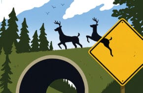 Illustration depicting deer leaping off of a deer-crossing side and crossing a road via an overpass