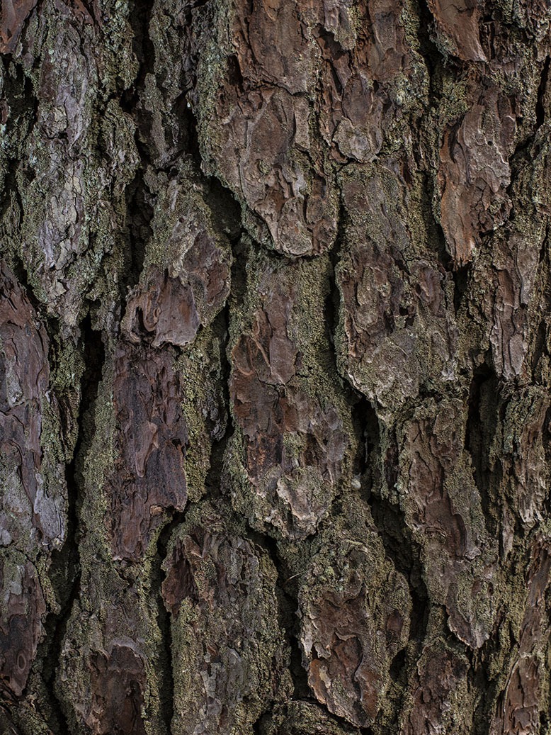 Bark on a pine tree in Brendan T. Byrne State Forest in Vincentown.