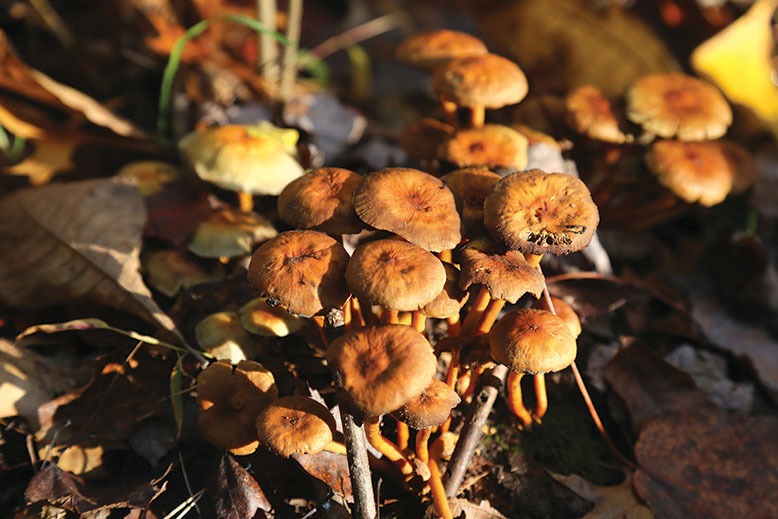 Fungi in the Great Swamp
