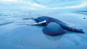 A 20-foot whale that washed up in Brigantine