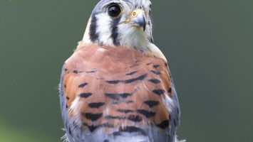 An American kestrel at the Raptor Trust in Millington