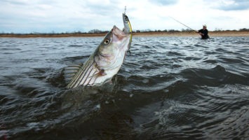 A striped bass battling an angler on the Raritan Bay