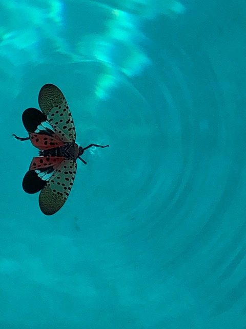 Spotted Lanternfly in swimming pool