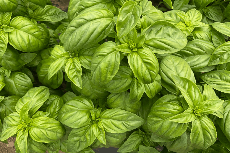 Basil plants