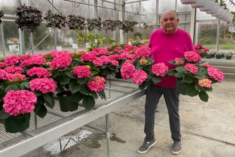 Produce Pete holds vibrant pink flowers at DePiero's Farm Stand & Greenhouses in Montvale