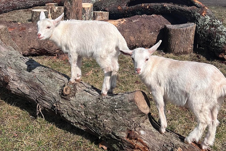 Two goats at Readington Brewery and Hop Farm.