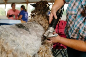 Sheep shearing in Readington, NJ