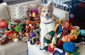 Border collie mix dog surrounded by colorful toys, which she can correctly identify.