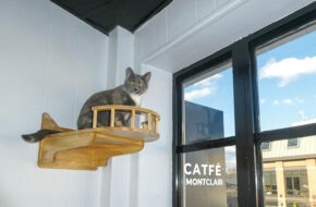 A cat at Catfé Montclair