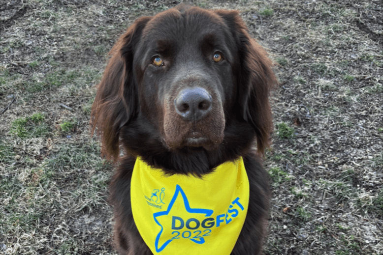 A dog participating in Dogfest Tri-States in Ewing Township