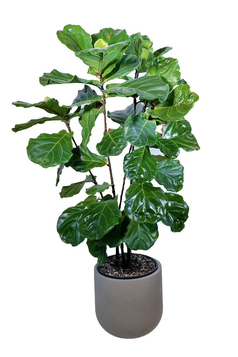 Fiddle-leaf fig plant