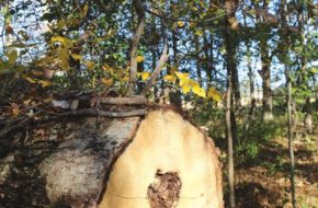 A felled tree in the Great Swamp's woods