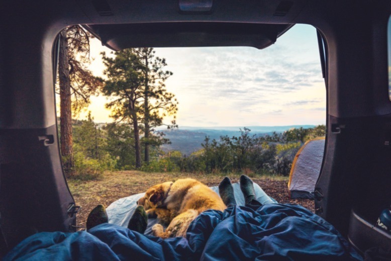 Dog and campers overlook scenic view
