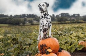 A dog perches atop pumpkins in a leafy patch